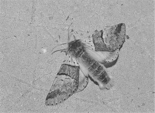 Furcula bifida